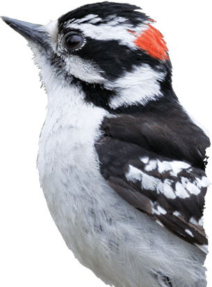 Downy Woodpecker - Wild DelightWild Delight