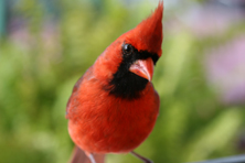 cardinal close up.
