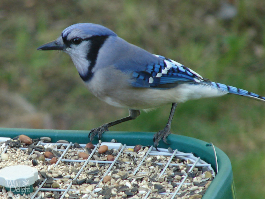 Blue Jay Wild Delightwild Delight