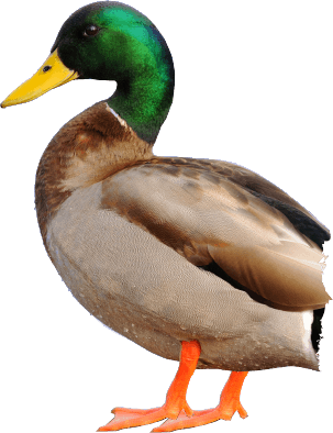 Mallard (Duck) - Wild DelightWild Delight