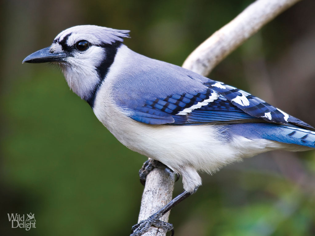 Blue Jay Wild Delightwild Delight