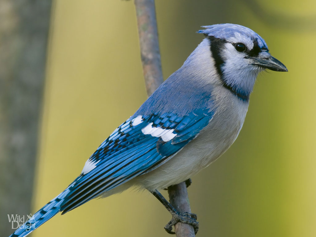 Blue Jay Wild Delightwild Delight