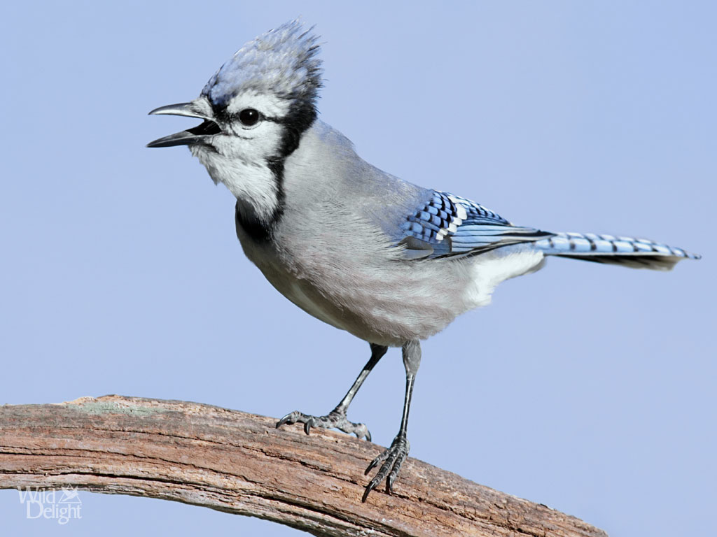 Blue Jay Wild Delightwild Delight