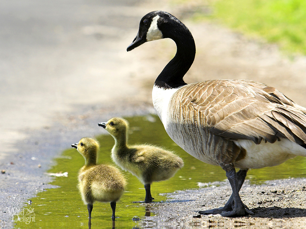 Canada Goose - Wild DelightWild Delight