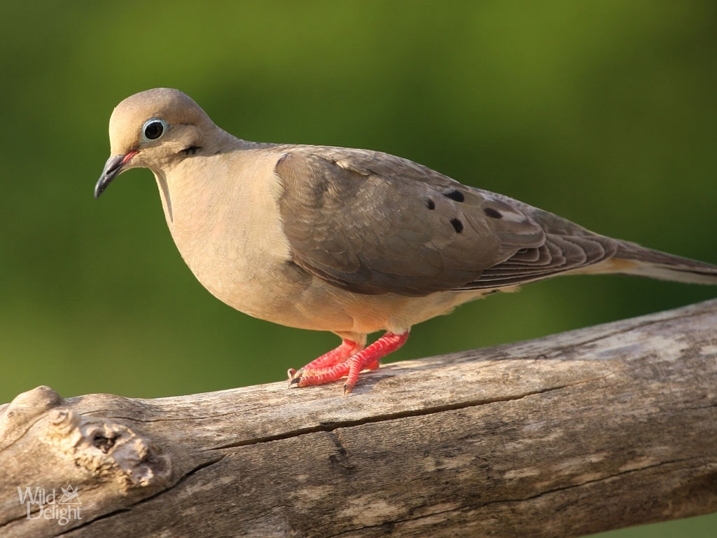 Difference Between Male And Female Mourning Dove